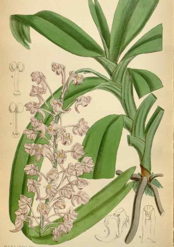 Reproducción/Reproduction 34605563643: Curtis's botanical magazine.. London ; New York [etc.] :Academic Press [etc.]