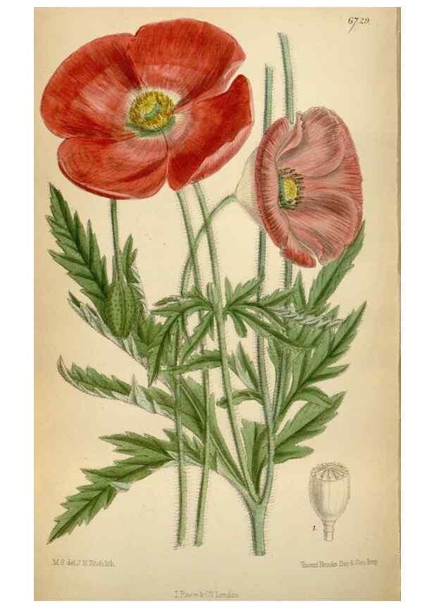 Reproducción/Reproduction 34605564553: Curtis's botanical magazine.. London ; New York [etc.] :Academic Press [etc.]