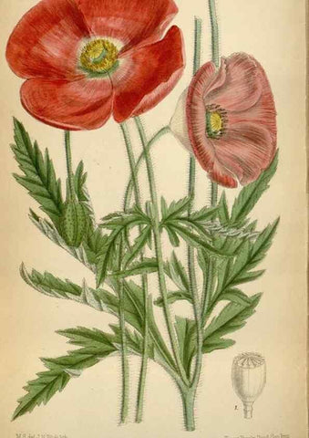 Reproducción/Reproduction 34605564553: Curtis's botanical magazine.. London ; New York [etc.] :Academic Press [etc.]