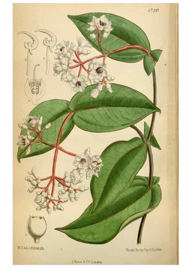 Reproducción/Reproduction 34605565303: Curtis's botanical magazine.. London ; New York [etc.] :Academic Press [etc.]