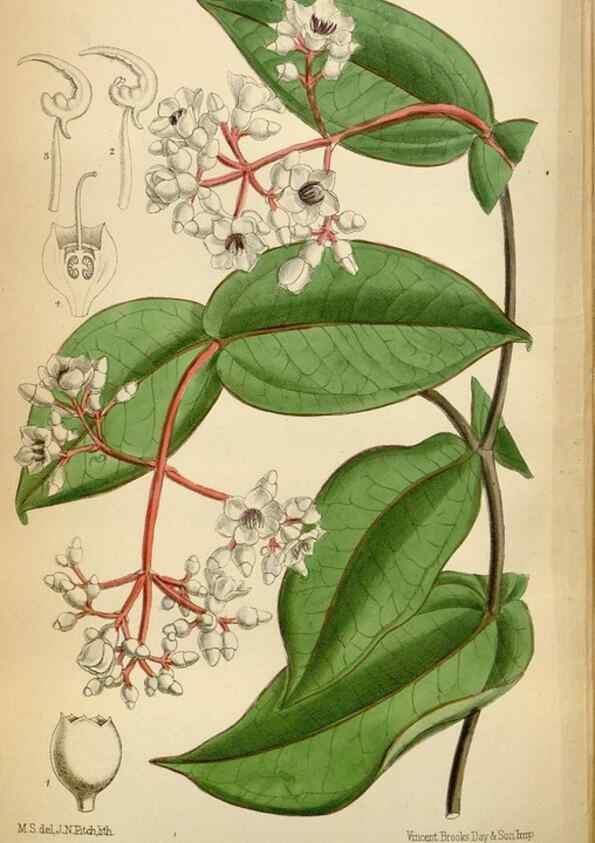 Reproducción/Reproduction 34605565303: Curtis's botanical magazine.. London ; New York [etc.] :Academic Press [etc.]