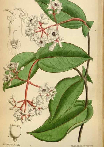 Reproducción/Reproduction 34605565303: Curtis's botanical magazine.. London ; New York [etc.] :Academic Press [etc.]