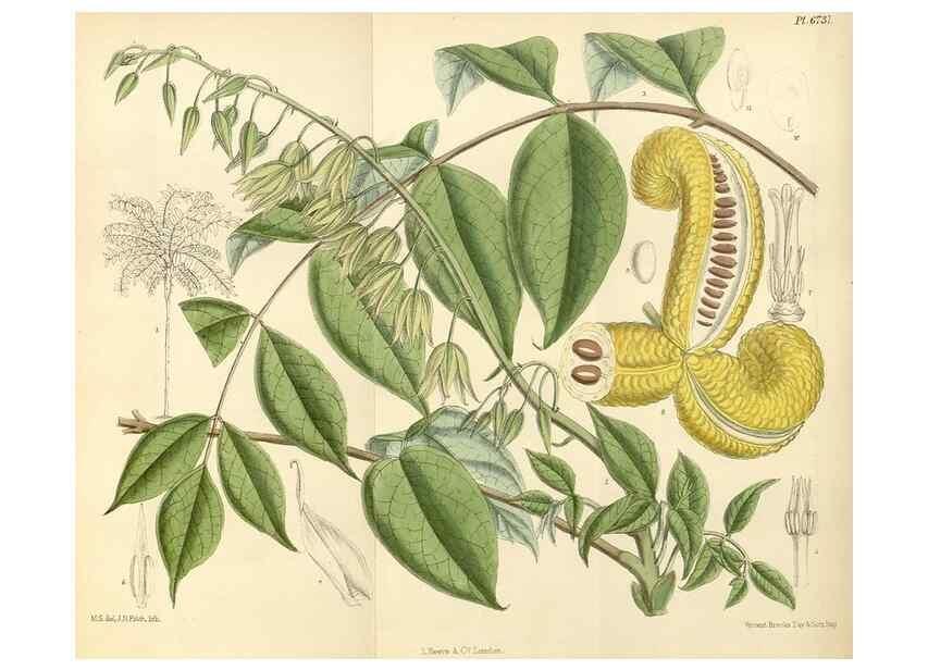 Reproducción/Reproduction 35285598311: Curtis's botanical magazine.. London ; New York [etc.] :Academic Press [etc.]