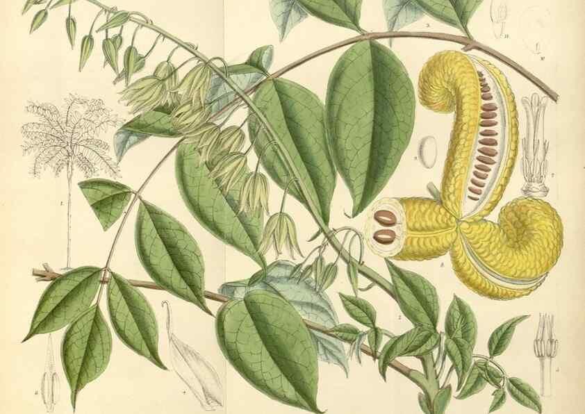 Reproducción/Reproduction 35285598311: Curtis's botanical magazine.. London ; New York [etc.] :Academic Press [etc.]