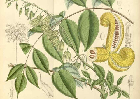 Reproducción/Reproduction 35285598311: Curtis's botanical magazine.. London ; New York [etc.] :Academic Press [etc.]