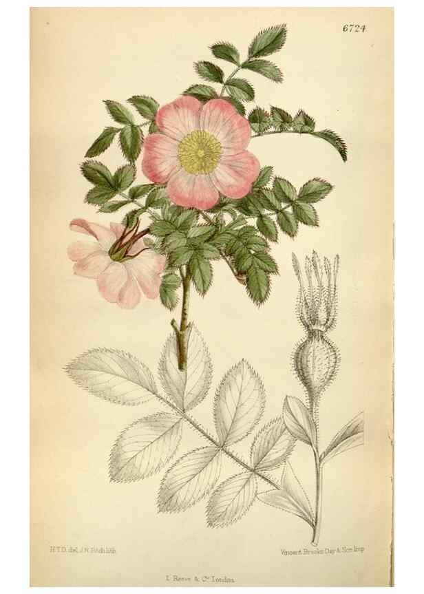 Reproducción/Reproduction 35375760796: Curtis's botanical magazine.. London ; New York [etc.] :Academic Press [etc.]
