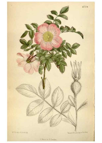 Reproducción/Reproduction 35375760796: Curtis's botanical magazine.. London ; New York [etc.] :Academic Press [etc.]