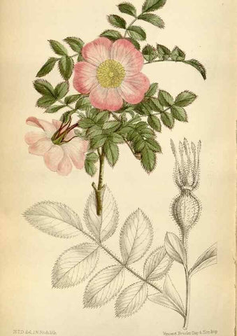 Reproducción/Reproduction 35375760796: Curtis's botanical magazine.. London ; New York [etc.] :Academic Press [etc.]
