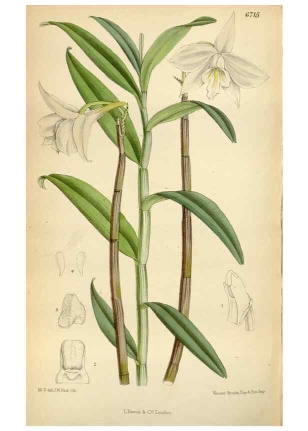 Reproducción/Reproduction 34605536163: Curtis's botanical magazine.. London ; New York [etc.] :Academic Press [etc.]
