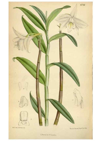Reproducción/Reproduction 34605536163: Curtis's botanical magazine.. London ; New York [etc.] :Academic Press [etc.]