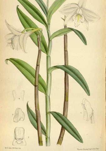 Reproducción/Reproduction 34605536163: Curtis's botanical magazine.. London ; New York [etc.] :Academic Press [etc.]
