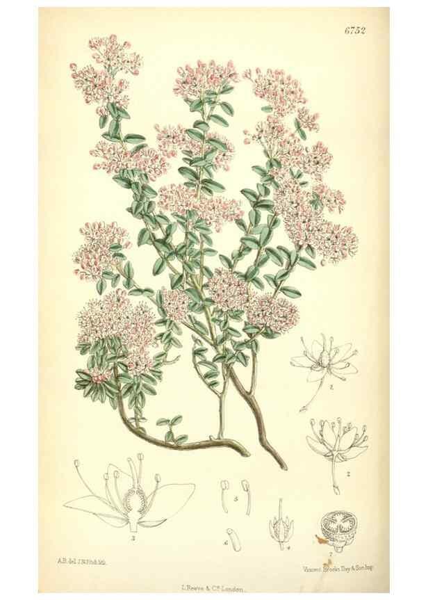 Reproducción/Reproduction 35285637671: Curtis's botanical magazine.. London ; New York [etc.] :Academic Press [etc.]