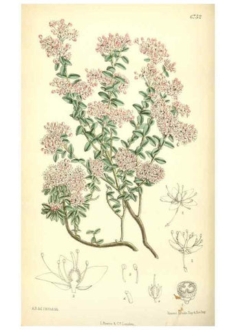 Reproducción/Reproduction 35285637671: Curtis's botanical magazine.. London ; New York [etc.] :Academic Press [etc.]