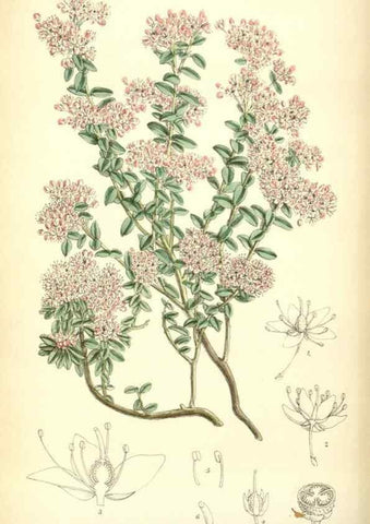 Reproducción/Reproduction 35285637671: Curtis's botanical magazine.. London ; New York [etc.] :Academic Press [etc.]