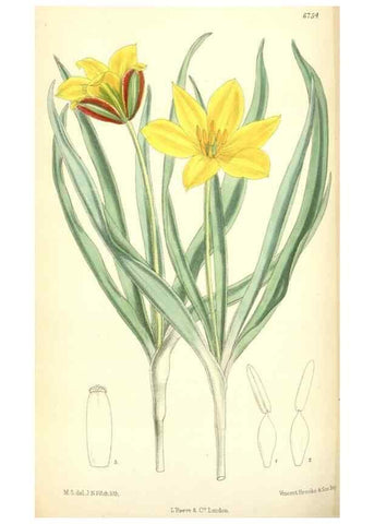 Reproducción/Reproduction 35285641351: Curtis's botanical magazine.. London ; New York [etc.] :Academic Press [etc.]