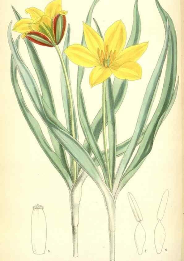 Reproducción/Reproduction 35285641351: Curtis's botanical magazine.. London ; New York [etc.] :Academic Press [etc.]