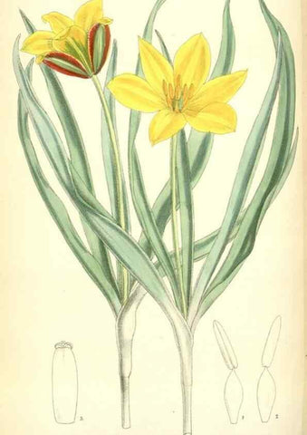 Reproducción/Reproduction 35285641351: Curtis's botanical magazine.. London ; New York [etc.] :Academic Press [etc.]