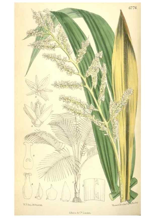 Reproducción/Reproduction 35375916786: Curtis's botanical magazine.. London ; New York [etc.] :Academic Press [etc.]