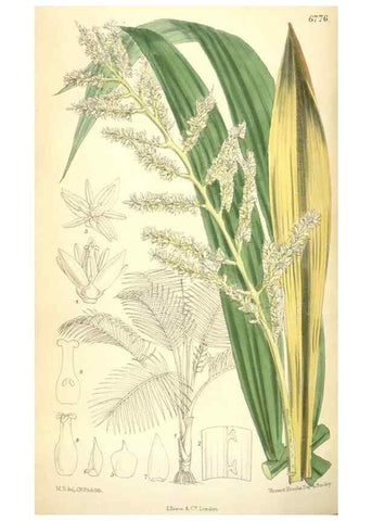 Reproducción/Reproduction 35375916786: Curtis's botanical magazine.. London ; New York [etc.] :Academic Press [etc.]
