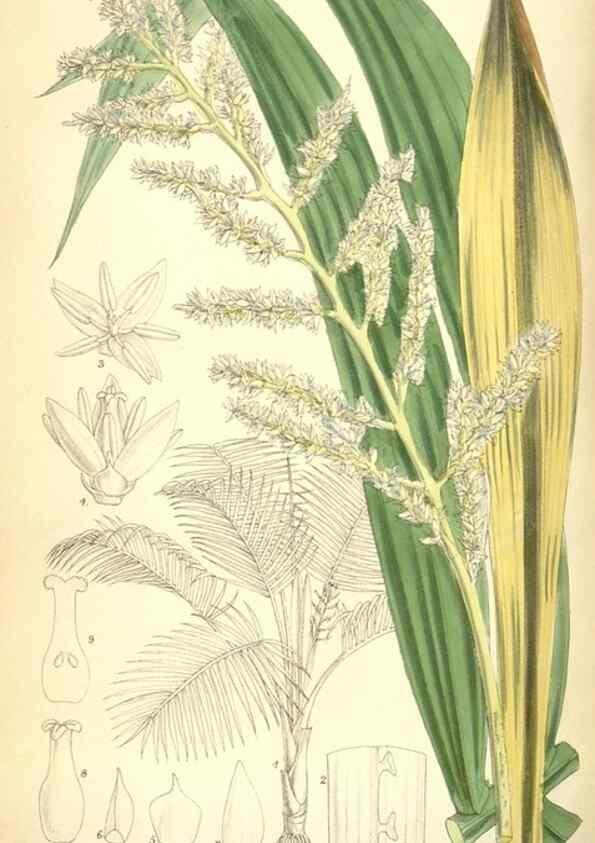 Reproducción/Reproduction 35375916786: Curtis's botanical magazine.. London ; New York [etc.] :Academic Press [etc.]