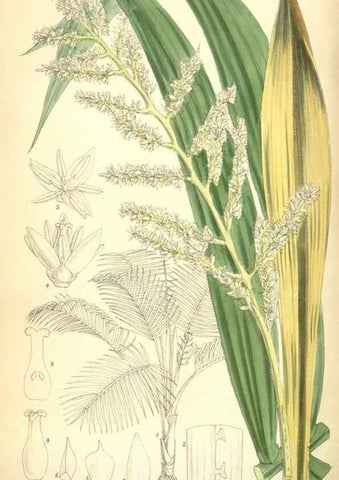 Reproducción/Reproduction 35375916786: Curtis's botanical magazine.. London ; New York [etc.] :Academic Press [etc.]