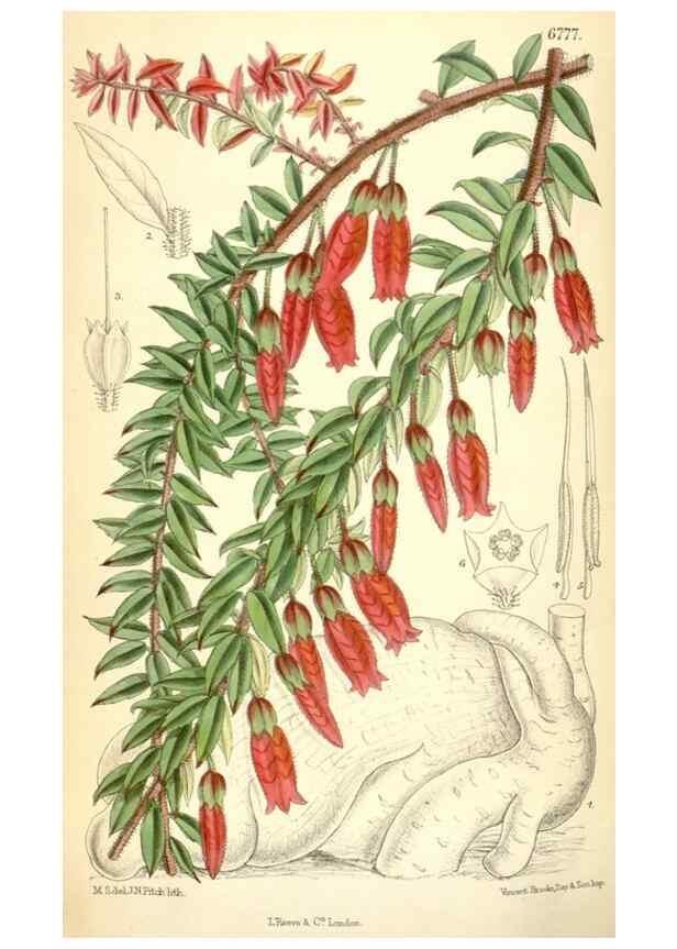 Reproducción/Reproduction 35415291375: Curtis's botanical magazine.. London ; New York [etc.] :Academic Press [etc.]
