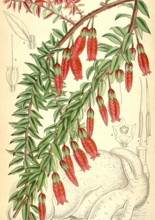 Reproducción/Reproduction 35415291375: Curtis's botanical magazine.. London ; New York [etc.] :Academic Press [etc.]