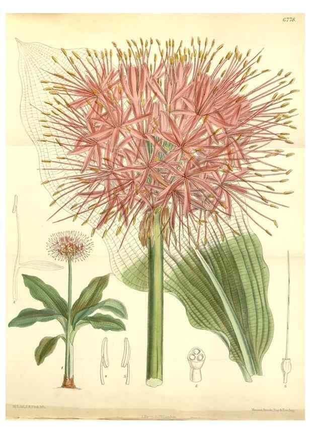Reproducción/Reproduction 35248780912: Curtis's botanical magazine.. London ; New York [etc.] :Academic Press [etc.]