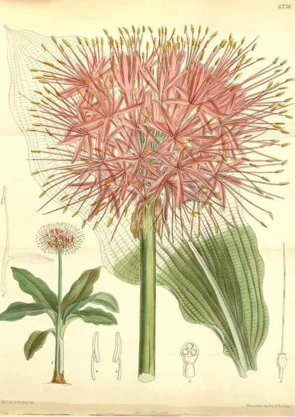 Reproducción/Reproduction 35248780912: Curtis's botanical magazine.. London ; New York [etc.] :Academic Press [etc.]