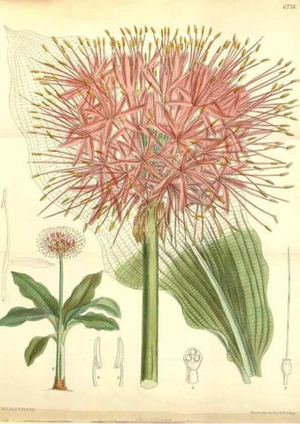 Reproducción/Reproduction 35248780912: Curtis's botanical magazine.. London ; New York [etc.] :Academic Press [etc.]