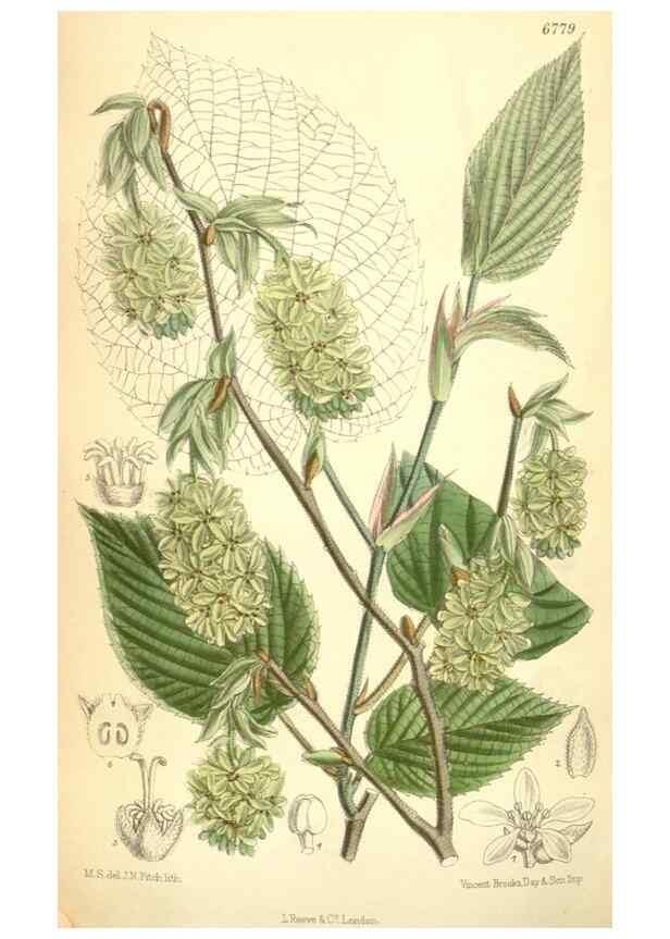 Reproducción/Reproduction 35248783682: Curtis's botanical magazine.. London ; New York [etc.] :Academic Press [etc.]