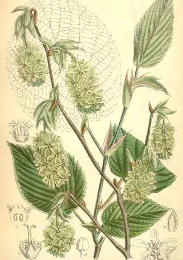 Reproducción/Reproduction 35248783682: Curtis's botanical magazine.. London ; New York [etc.] :Academic Press [etc.]