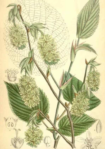 Reproducción/Reproduction 35248783682: Curtis's botanical magazine.. London ; New York [etc.] :Academic Press [etc.]