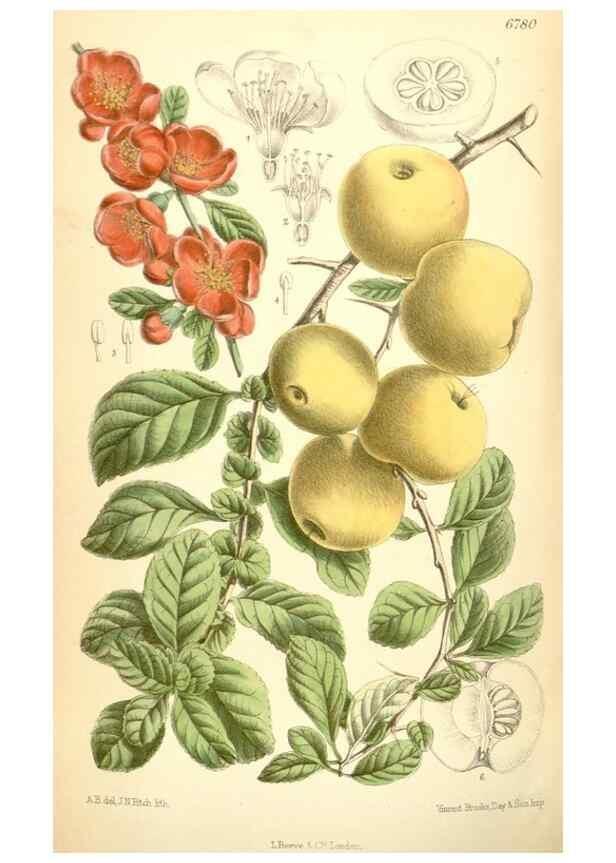 Reproducción/Reproduction 35375924036: Curtis's botanical magazine.. London ; New York [etc.] :Academic Press [etc.]