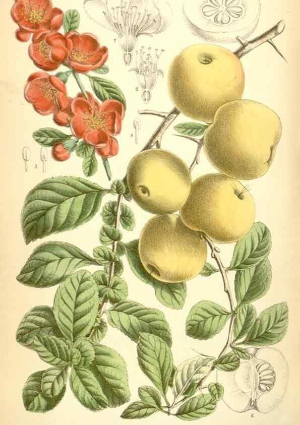 Reproducción/Reproduction 35375924036: Curtis's botanical magazine.. London ; New York [etc.] :Academic Press [etc.]