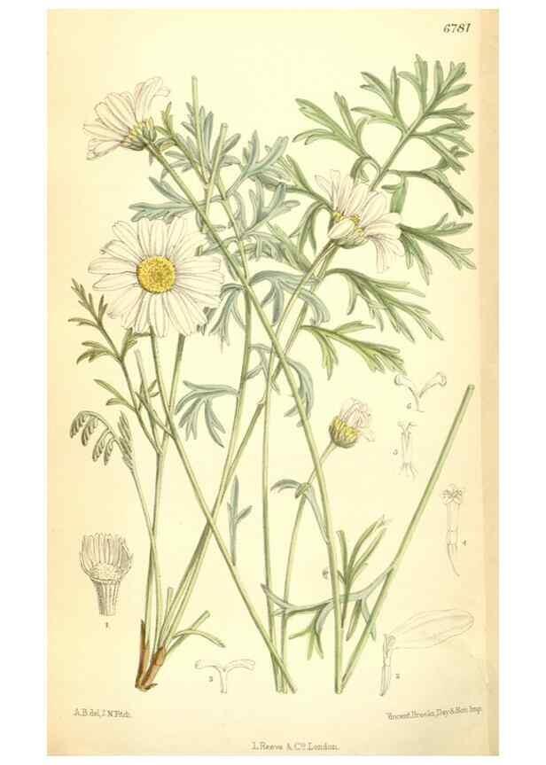 Reproducción/Reproduction 34605698573: Curtis's botanical magazine.. London ; New York [etc.] :Academic Press [etc.]