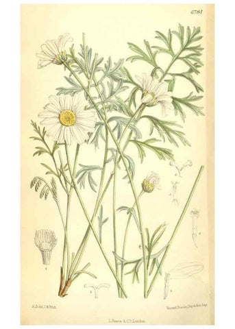 Reproducción/Reproduction 34605698573: Curtis's botanical magazine.. London ; New York [etc.] :Academic Press [etc.]