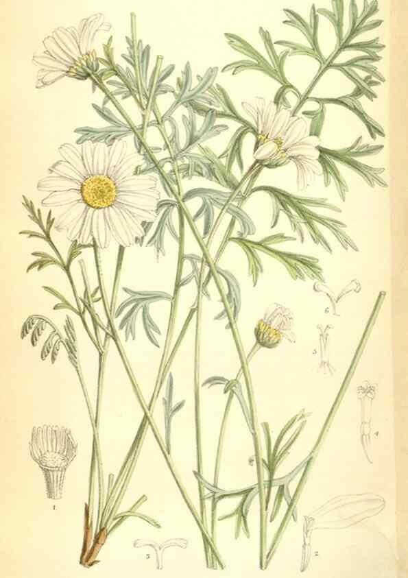Reproducción/Reproduction 34605698573: Curtis's botanical magazine.. London ; New York [etc.] :Academic Press [etc.]