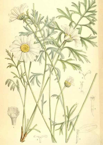 Reproducción/Reproduction 34605698573: Curtis's botanical magazine.. London ; New York [etc.] :Academic Press [etc.]