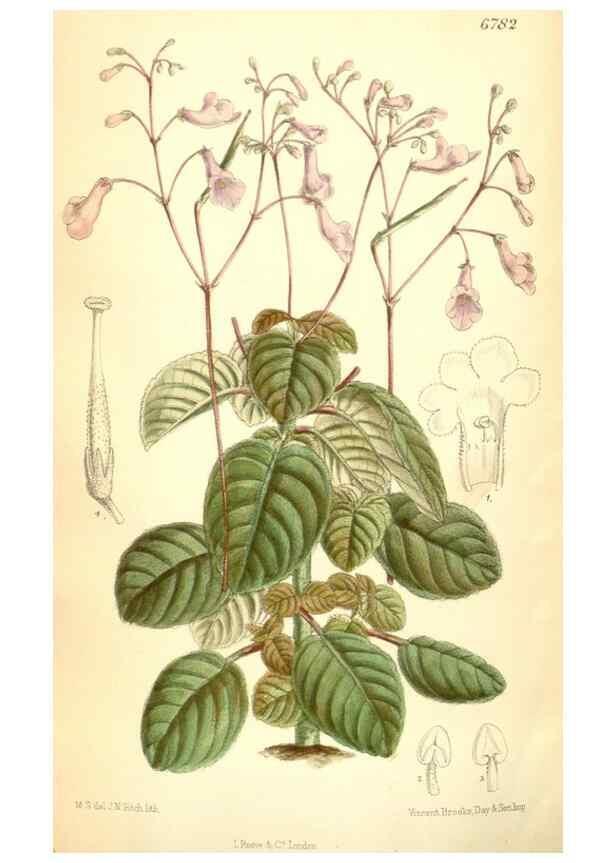Reproducción/Reproduction 35285687081: Curtis's botanical magazine.. London ; New York [etc.] :Academic Press [etc.]
