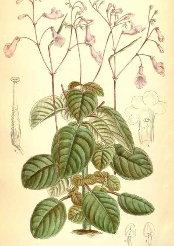 Reproducción/Reproduction 35285687081: Curtis's botanical magazine.. London ; New York [etc.] :Academic Press [etc.]
