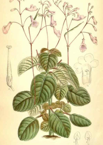 Reproducción/Reproduction 35285687081: Curtis's botanical magazine.. London ; New York [etc.] :Academic Press [etc.]