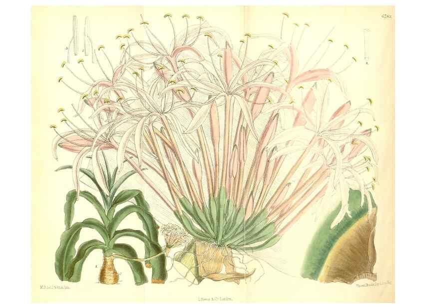 Reproducción/Reproduction 35285689101: Curtis's botanical magazine.. London ; New York [etc.] :Academic Press [etc.]