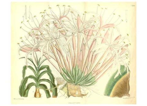 Reproducción/Reproduction 35285689101: Curtis's botanical magazine.. London ; New York [etc.] :Academic Press [etc.]
