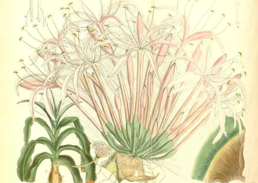 Reproducción/Reproduction 35285689101: Curtis's botanical magazine.. London ; New York [etc.] :Academic Press [etc.]