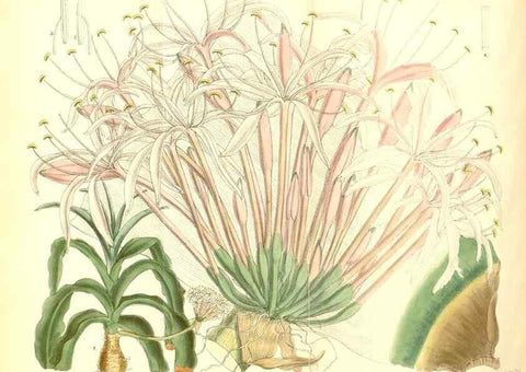 Reproducción/Reproduction 35285689101: Curtis's botanical magazine.. London ; New York [etc.] :Academic Press [etc.]