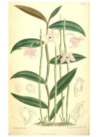 Reproducción/Reproduction 34605700613: Curtis's botanical magazine.. London ; New York [etc.] :Academic Press [etc.]