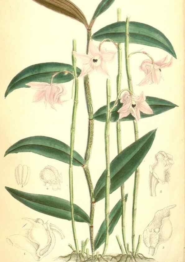 Reproducción/Reproduction 34605700613: Curtis's botanical magazine.. London ; New York [etc.] :Academic Press [etc.]
