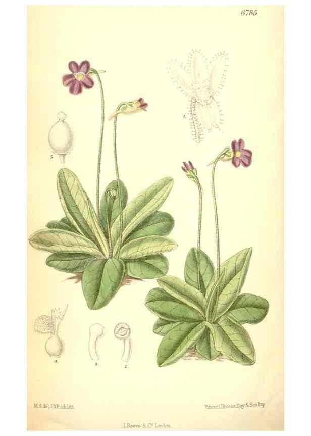 Reproducción/Reproduction 34573466044: Curtis's botanical magazine.. London ; New York [etc.] :Academic Press [etc.]