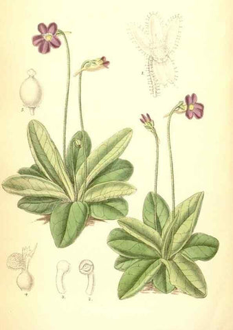 Reproducción/Reproduction 34573466044: Curtis's botanical magazine.. London ; New York [etc.] :Academic Press [etc.]